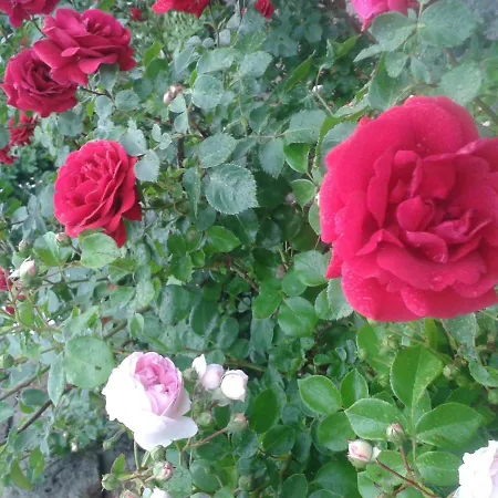 Ritscher In 2 * Lichtenhain (Sebnitz)