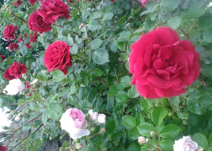 Ritscher In 2 * Lichtenhain (Sebnitz)